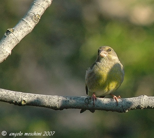 Verdone. Carduelis chloris